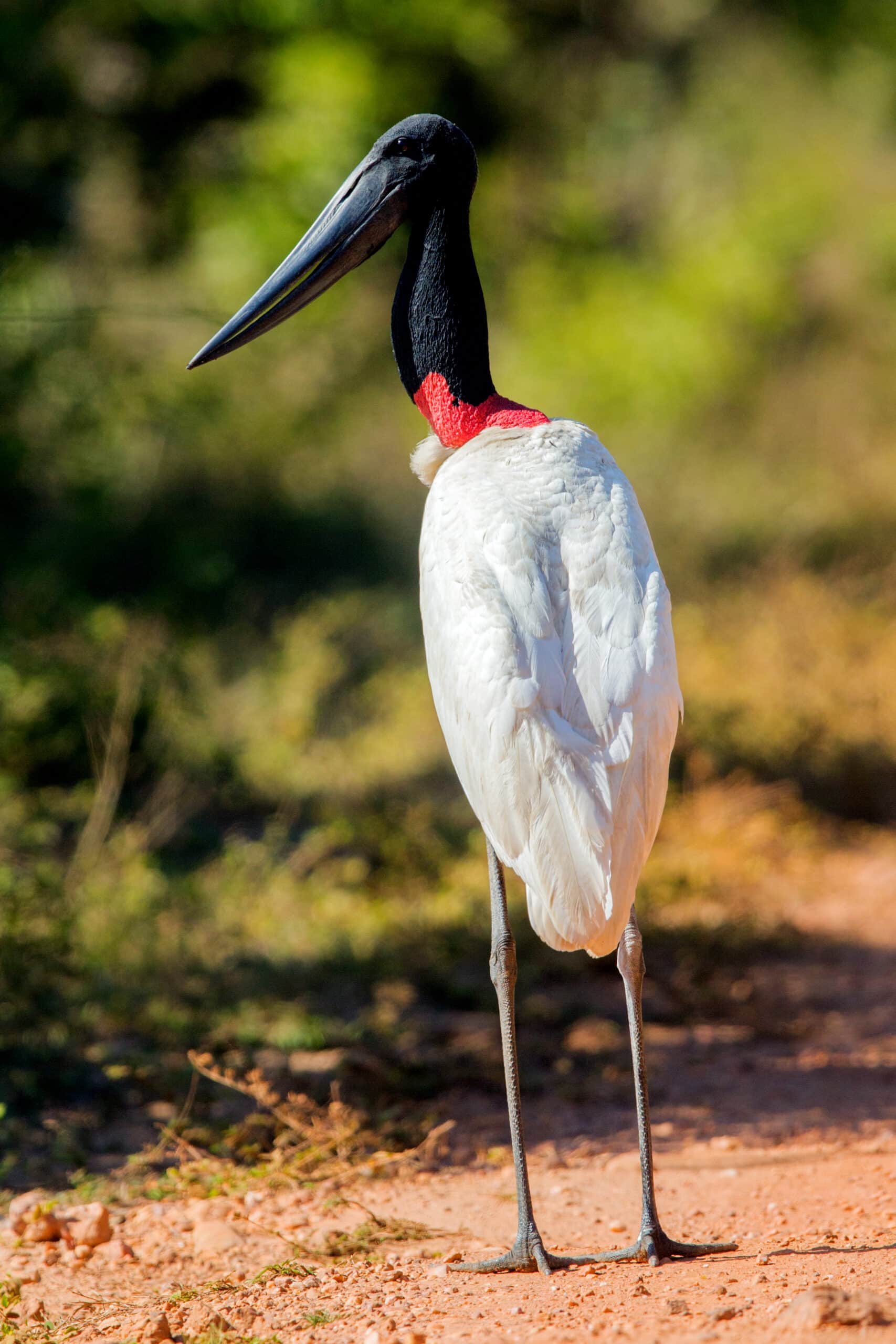 Jabiru Mato Grosso Pantanal Brazil-2