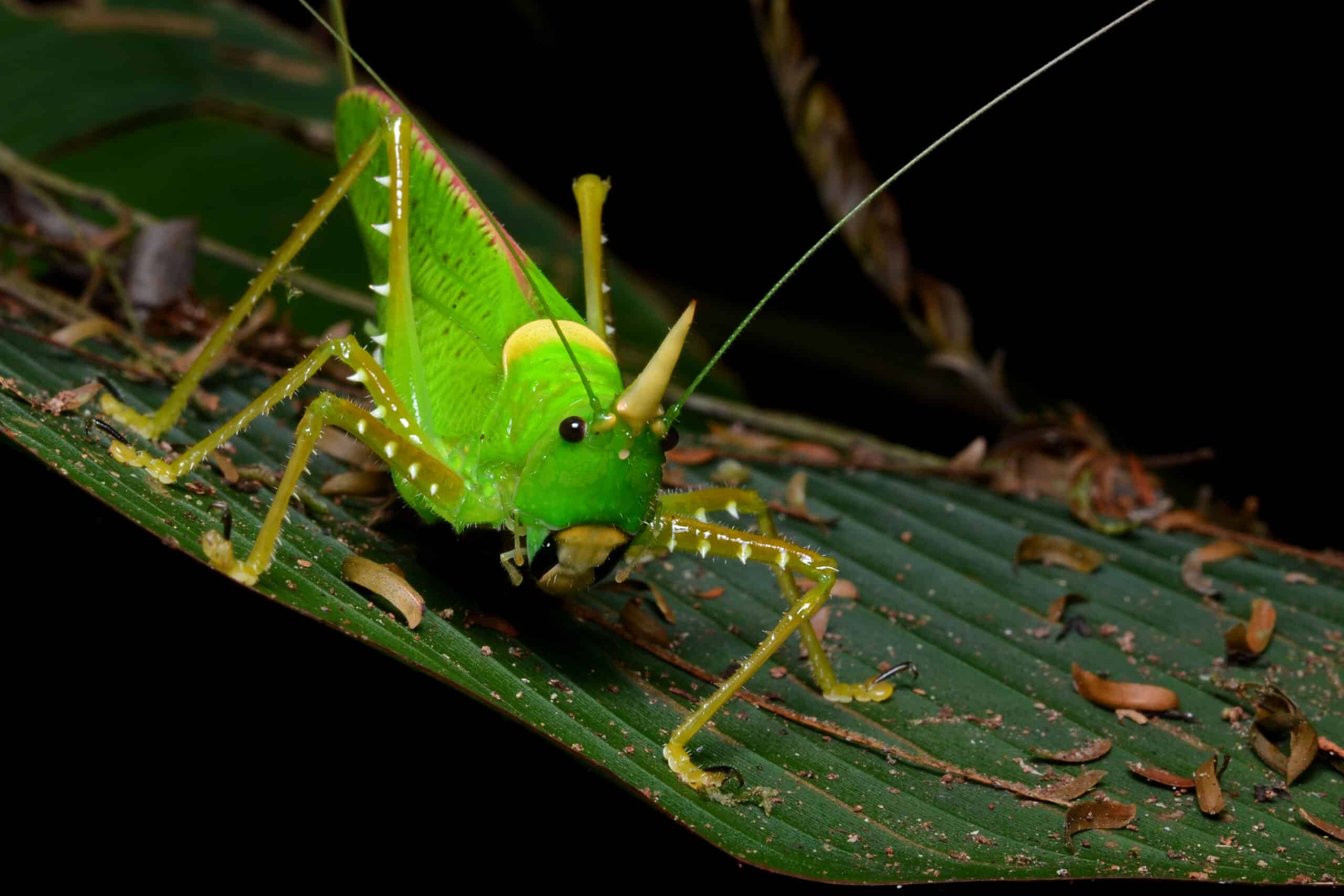 Flickr – ggallice – Katydid (1) Flickr – ggallice – Katydid (1) Katydid