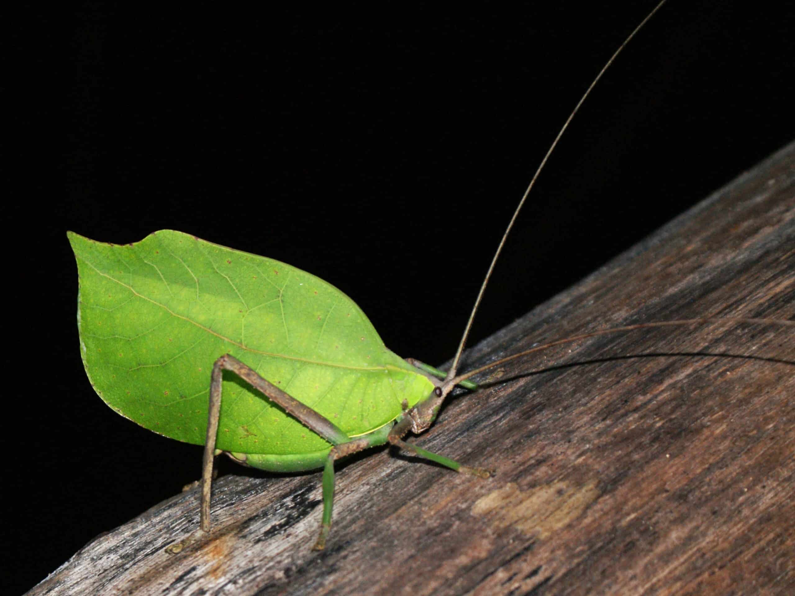 Peruvian Leaf Katydid Peruvian Leaf Katydid