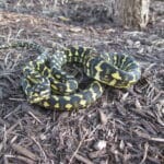 Jungle Carpet Python