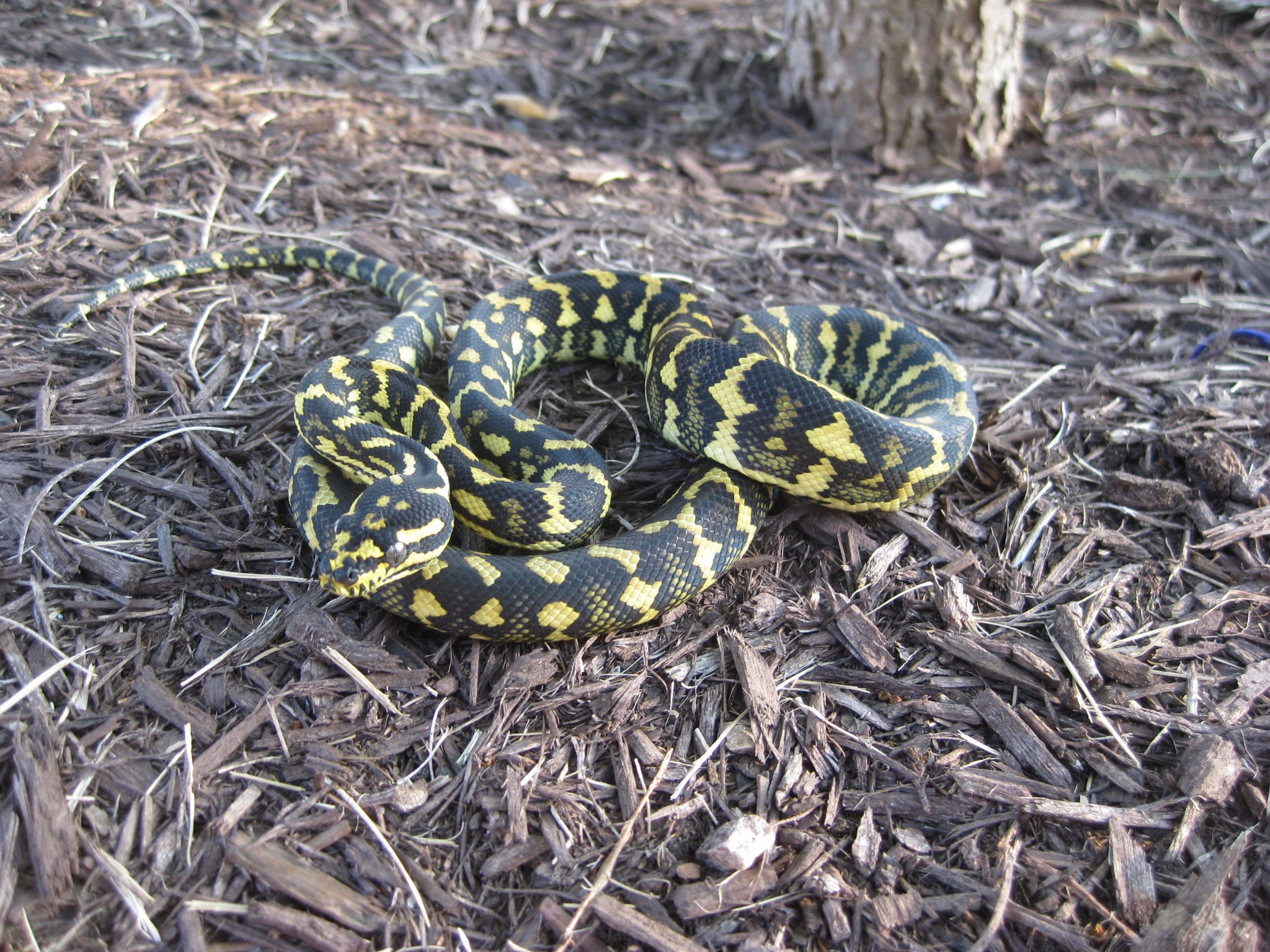 Jungle Carpet Python