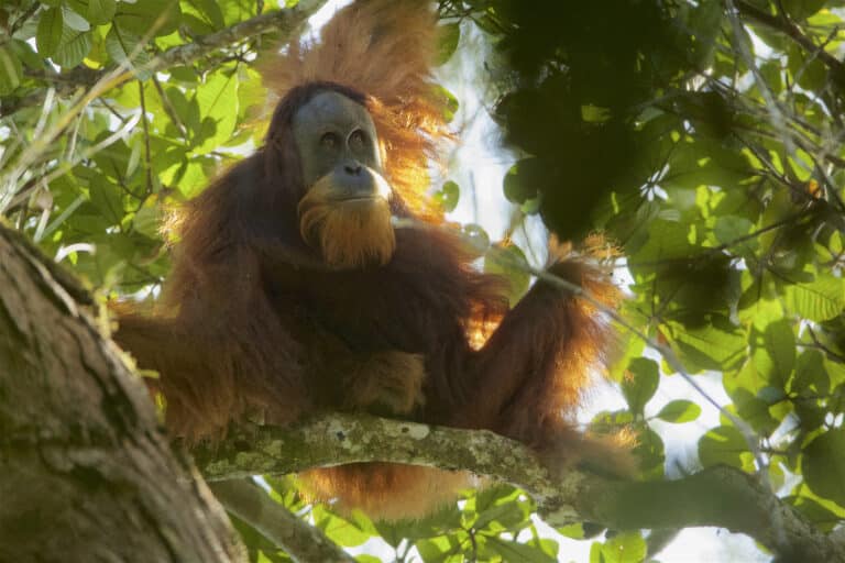 Pongo tapanuliensis2