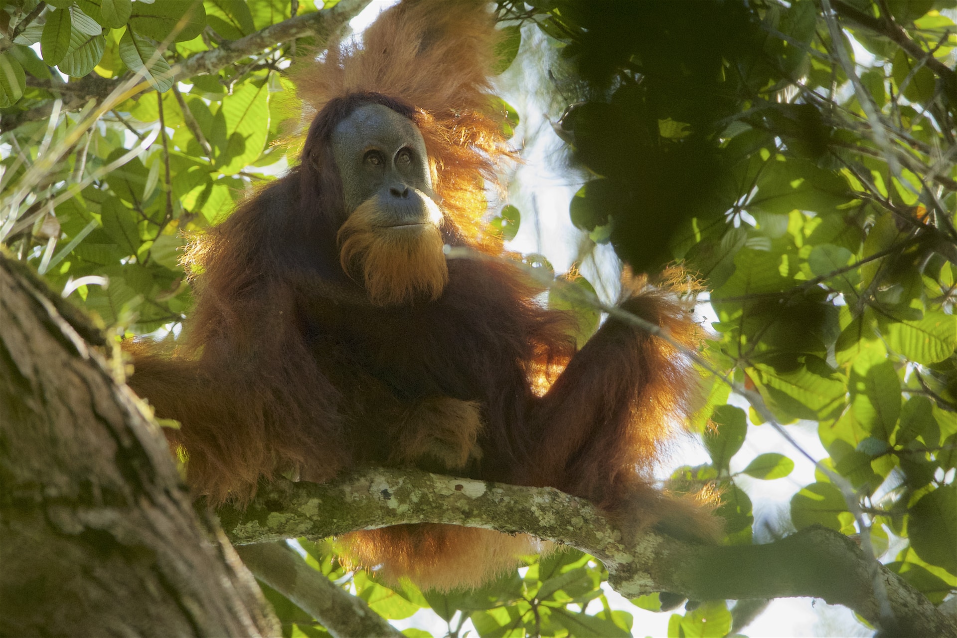 Pongo tapanuliensis2