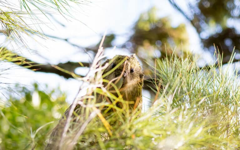 ‘Hugh’ Strigops habroptilus (Kākāpō)