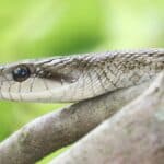 Japanese rat snake