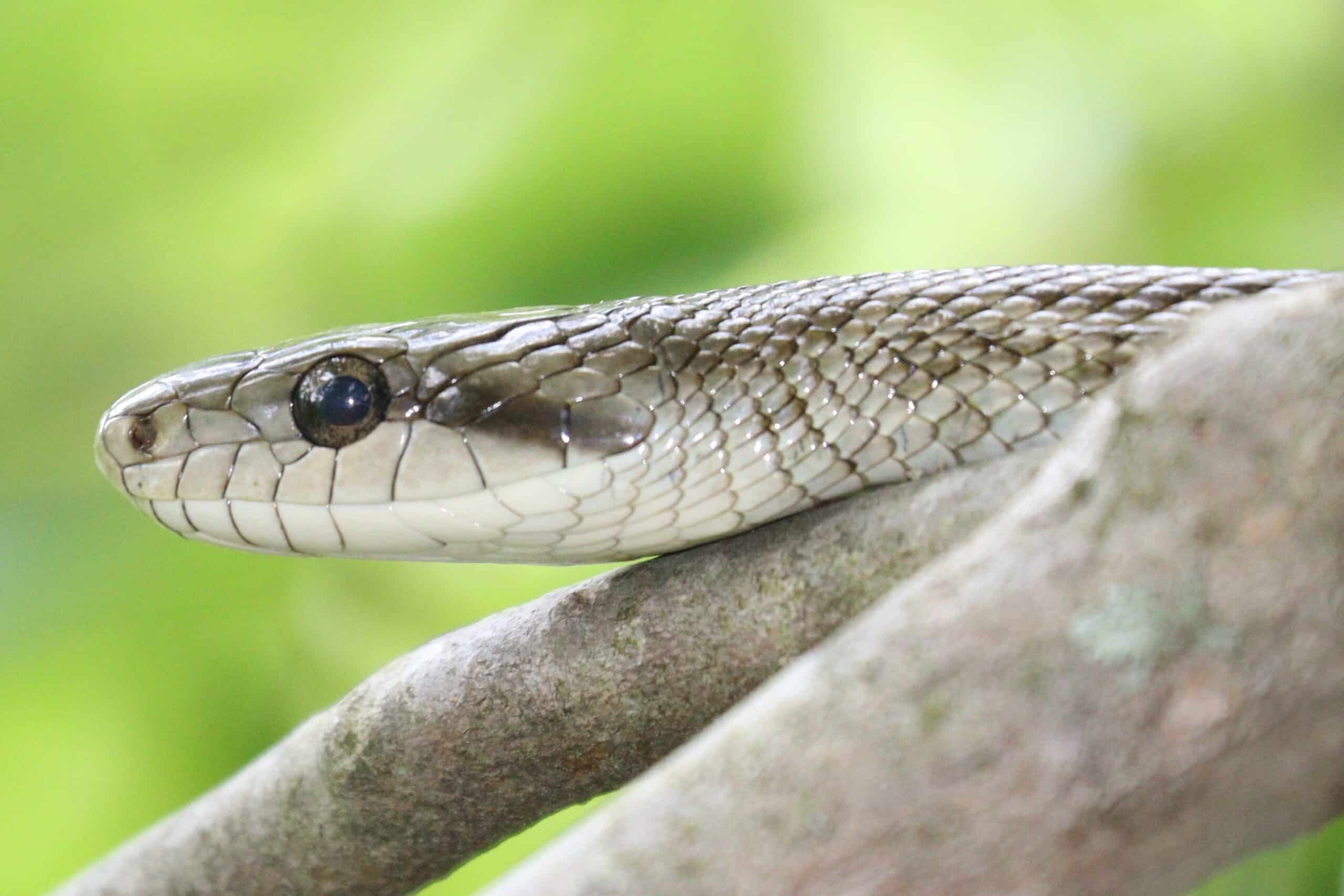 Japanese rat snake