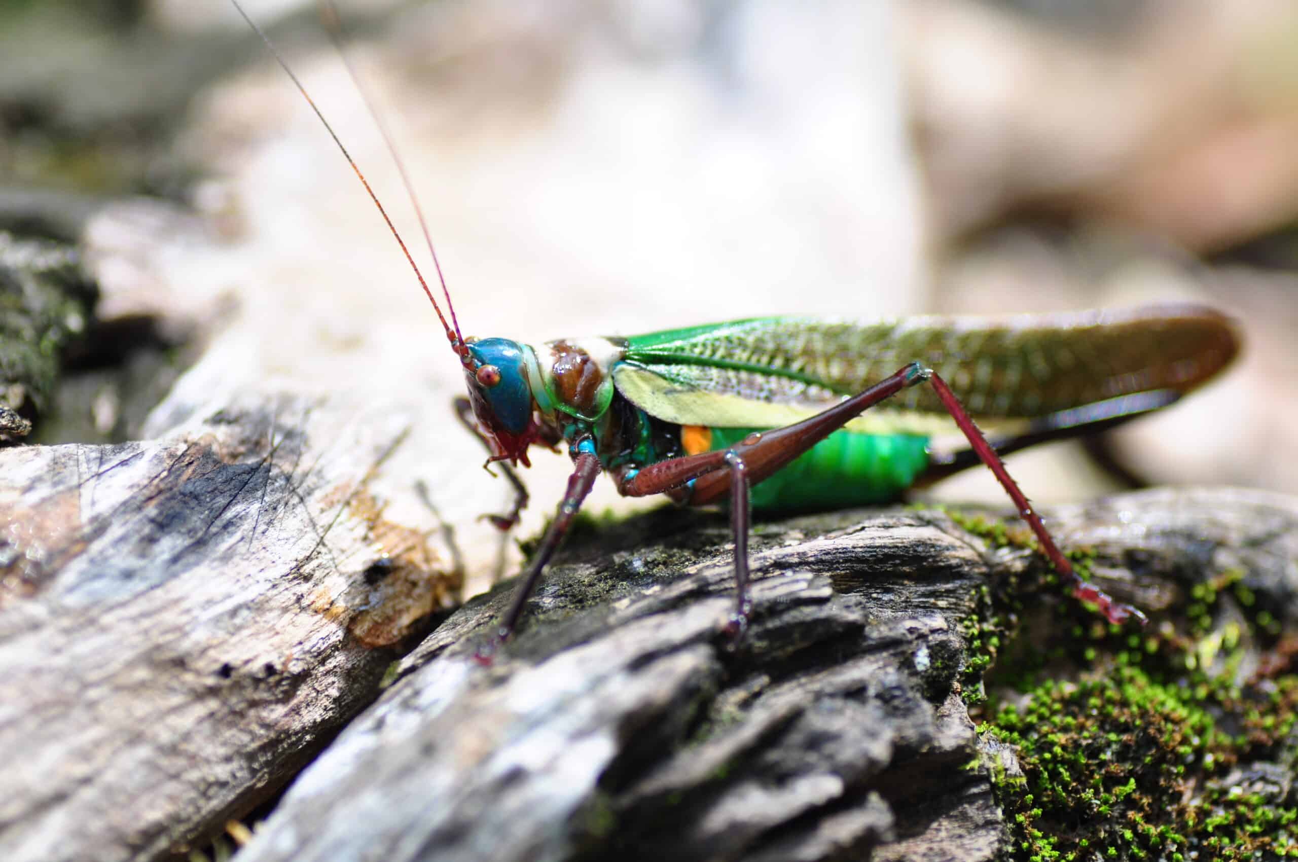 Beautiful katydid from Chiapas (Moncheca pretiosa) (7769199160) Beautiful katydid from Chiapas (Moncheca pretiosa) (7769199160)