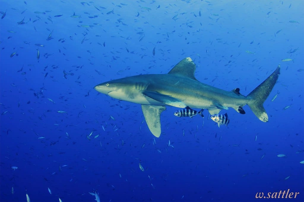 Carcharhinus longimanus Carcharhinus longimanus