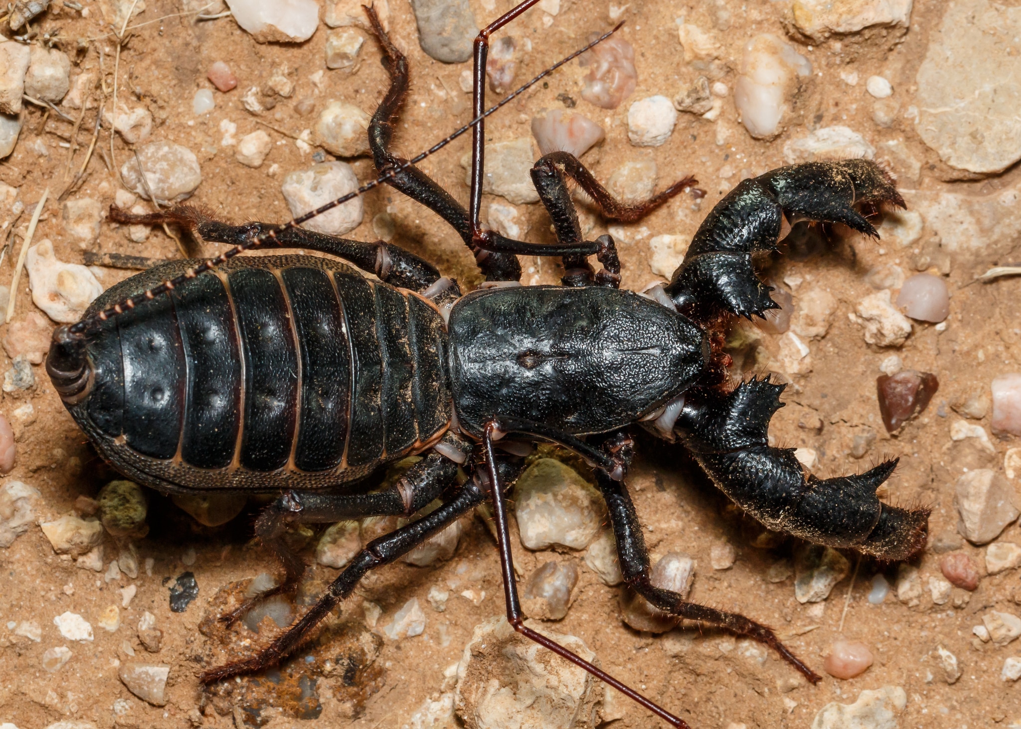 Vinegaroon
