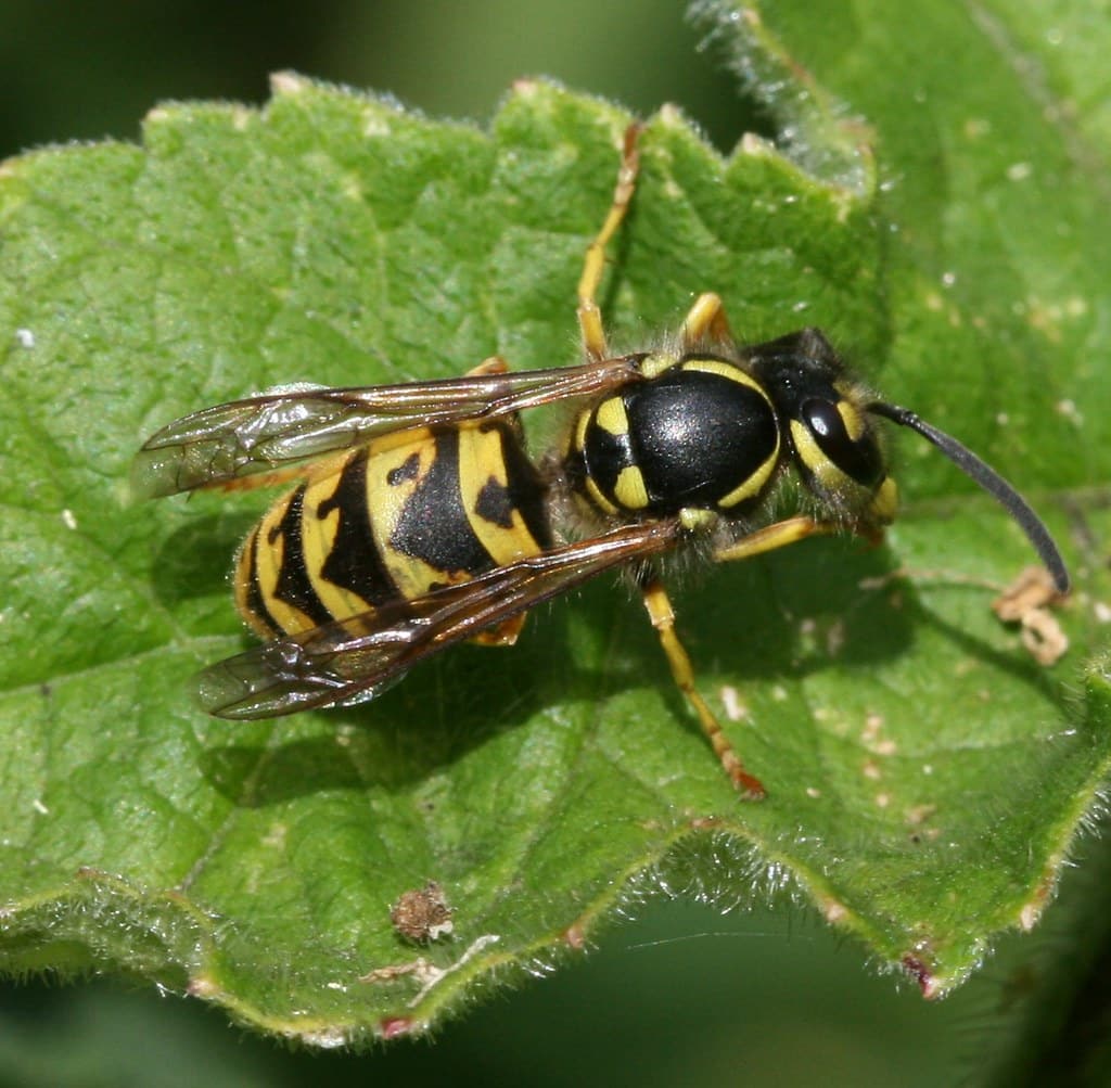 Vespula vulgaris (Common Wasp)