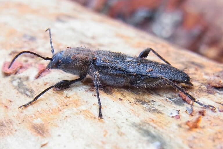Hylotrupes bajulus side