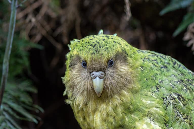 ‘Sinbad’ Strigops habroptilus (Kākāpō)