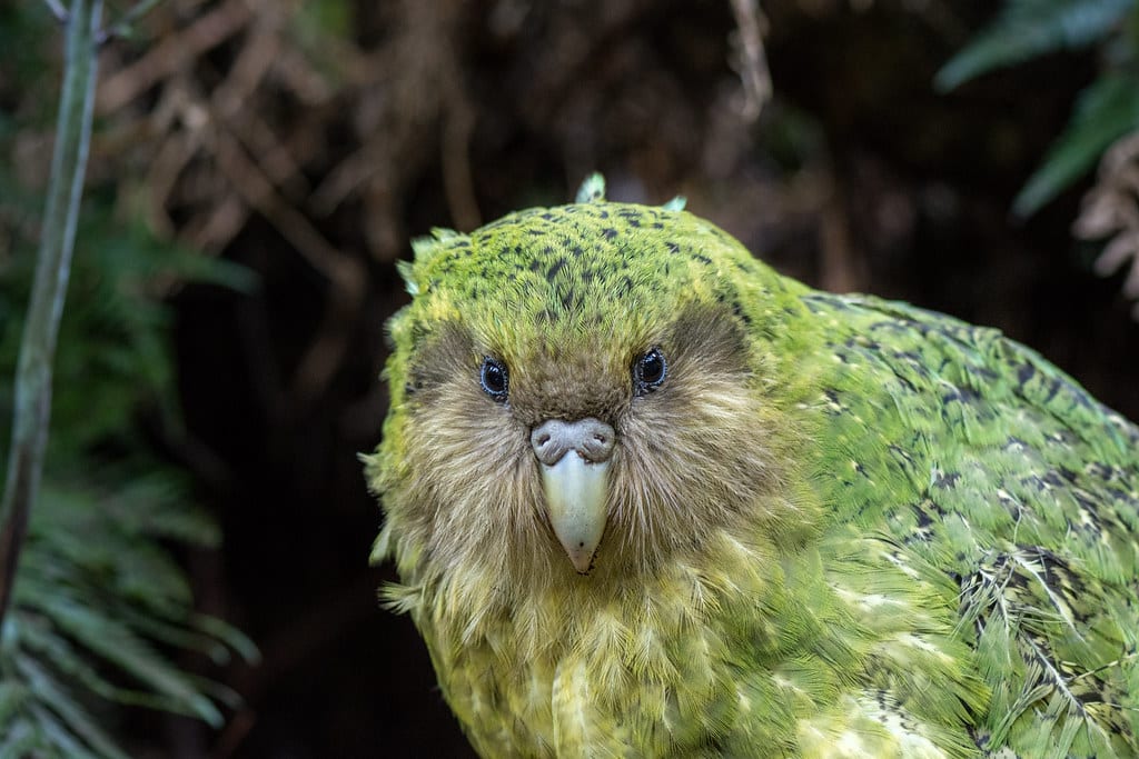 ‘Sinbad’ Strigops habroptilus (Kākāpō)