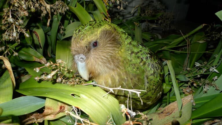 Kakapo Sirocco 1 Kakapo