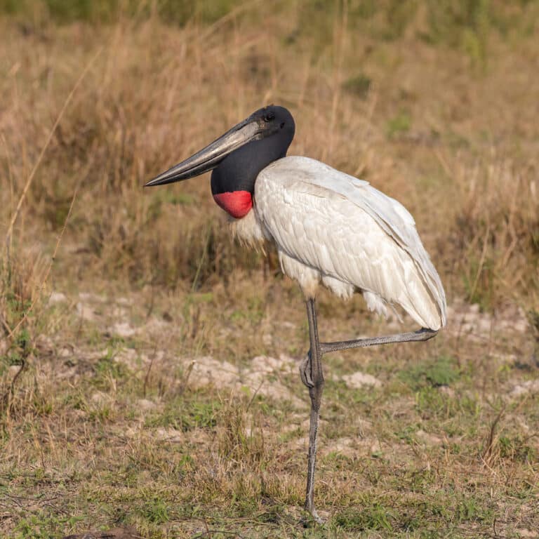 File:Jabiru (Jabiru mycteria) 2.JPG Jabiru