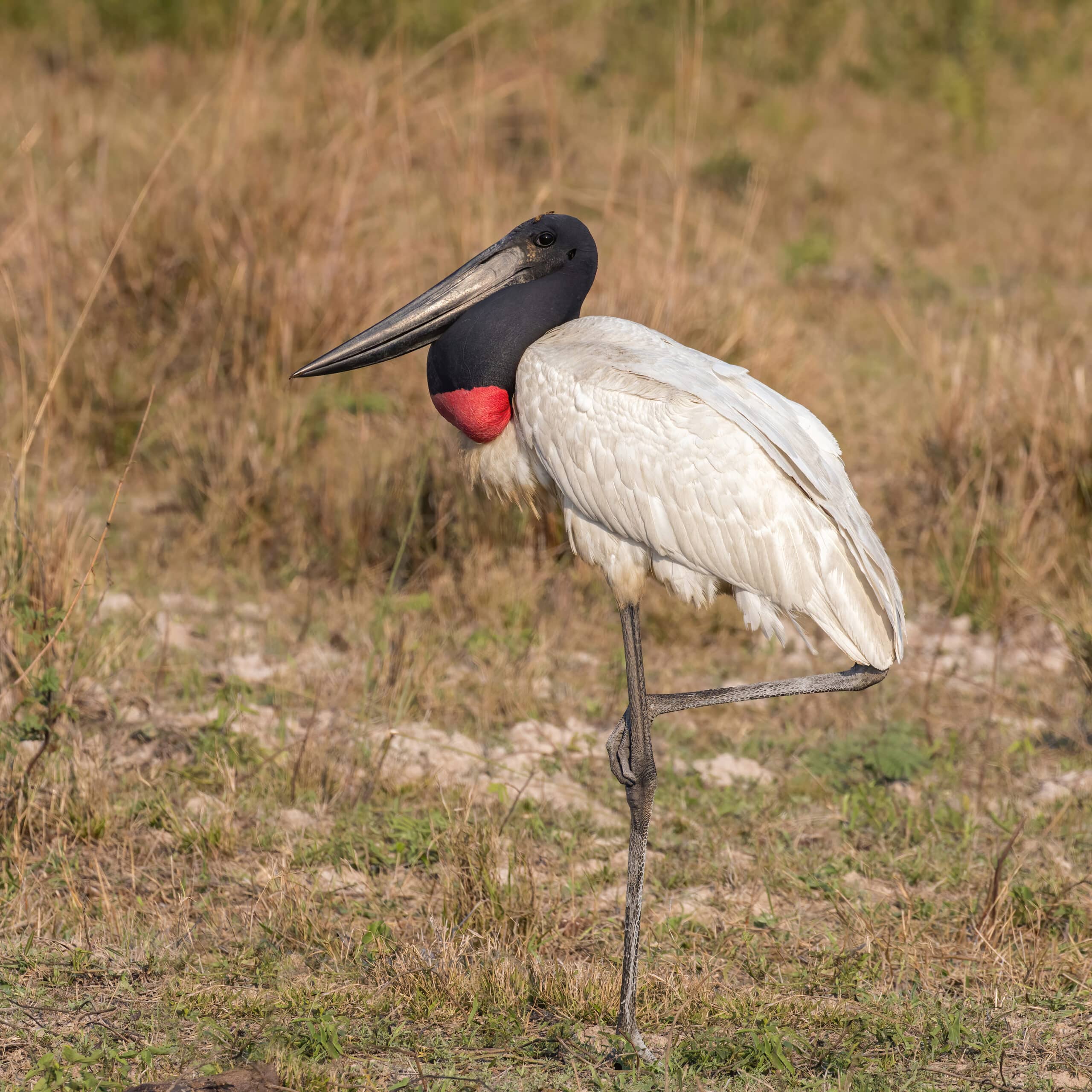 File:Jabiru (Jabiru mycteria) 2.JPG  Jabiru