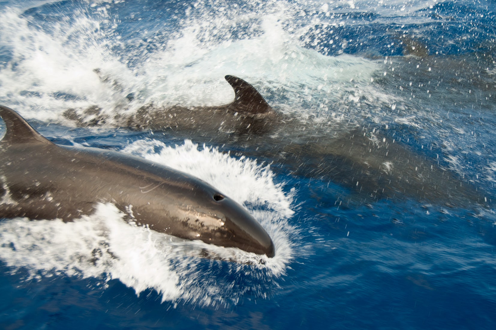 The False Killer Whale (Pseudorca crassidens) (http-www.bluekaymahahual.com) – panoramio The False Killer Whale (Pseudorca crassidens) (http-www.bluekaymahahual.com) – panoramio