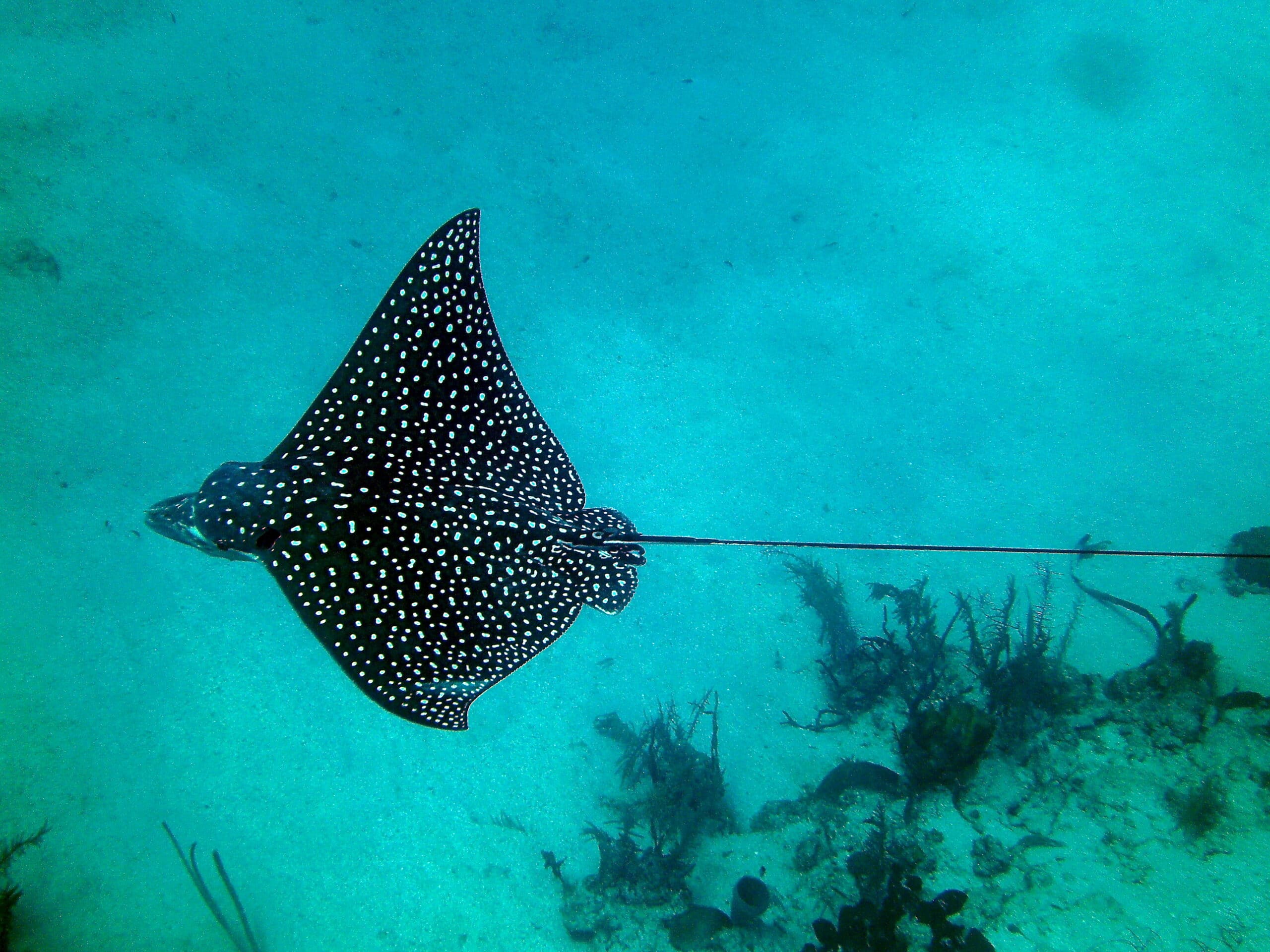Spotted eagle ray 1