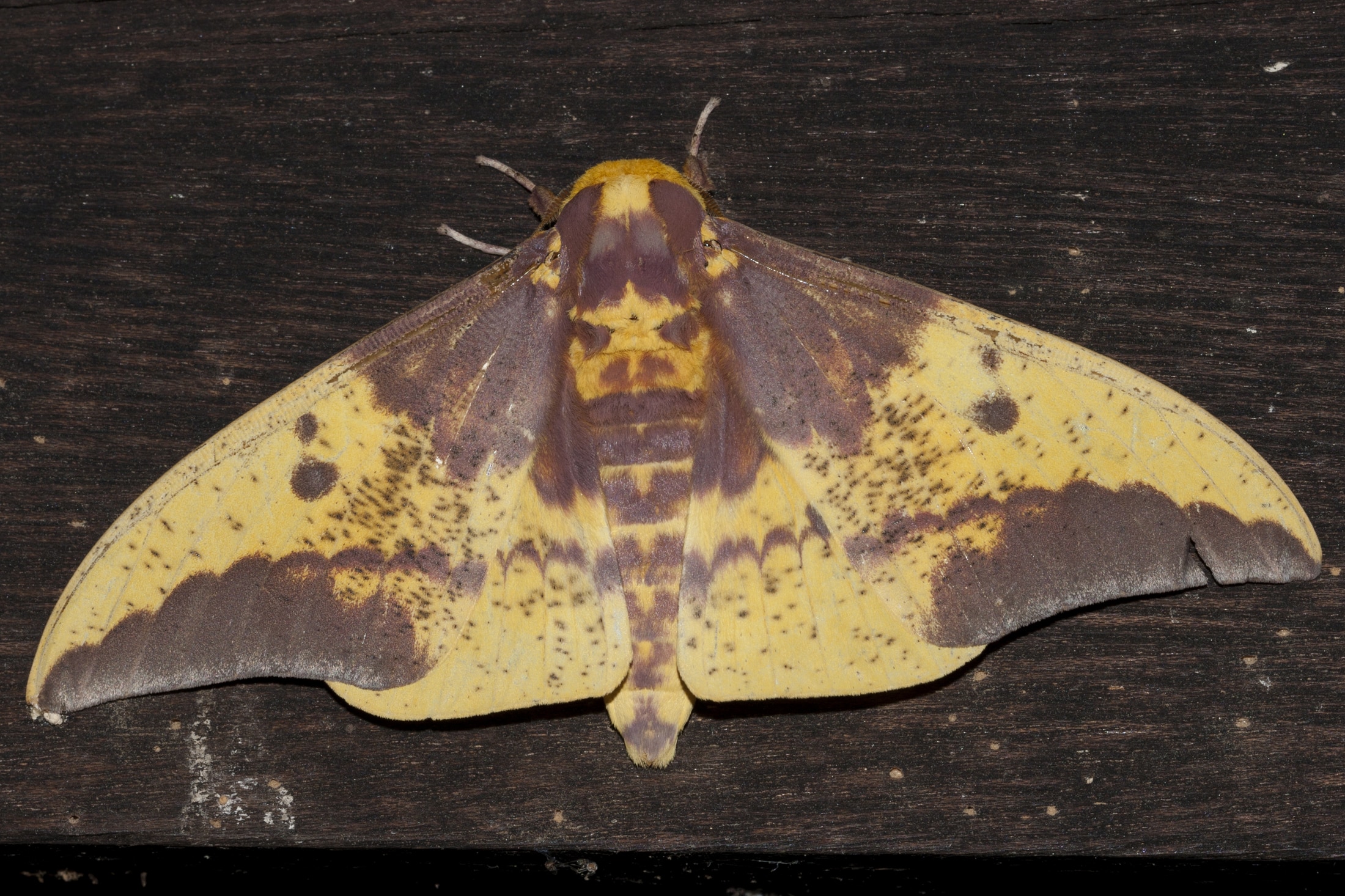 Eacles imperialis cacicus (Imperial Moth) male
