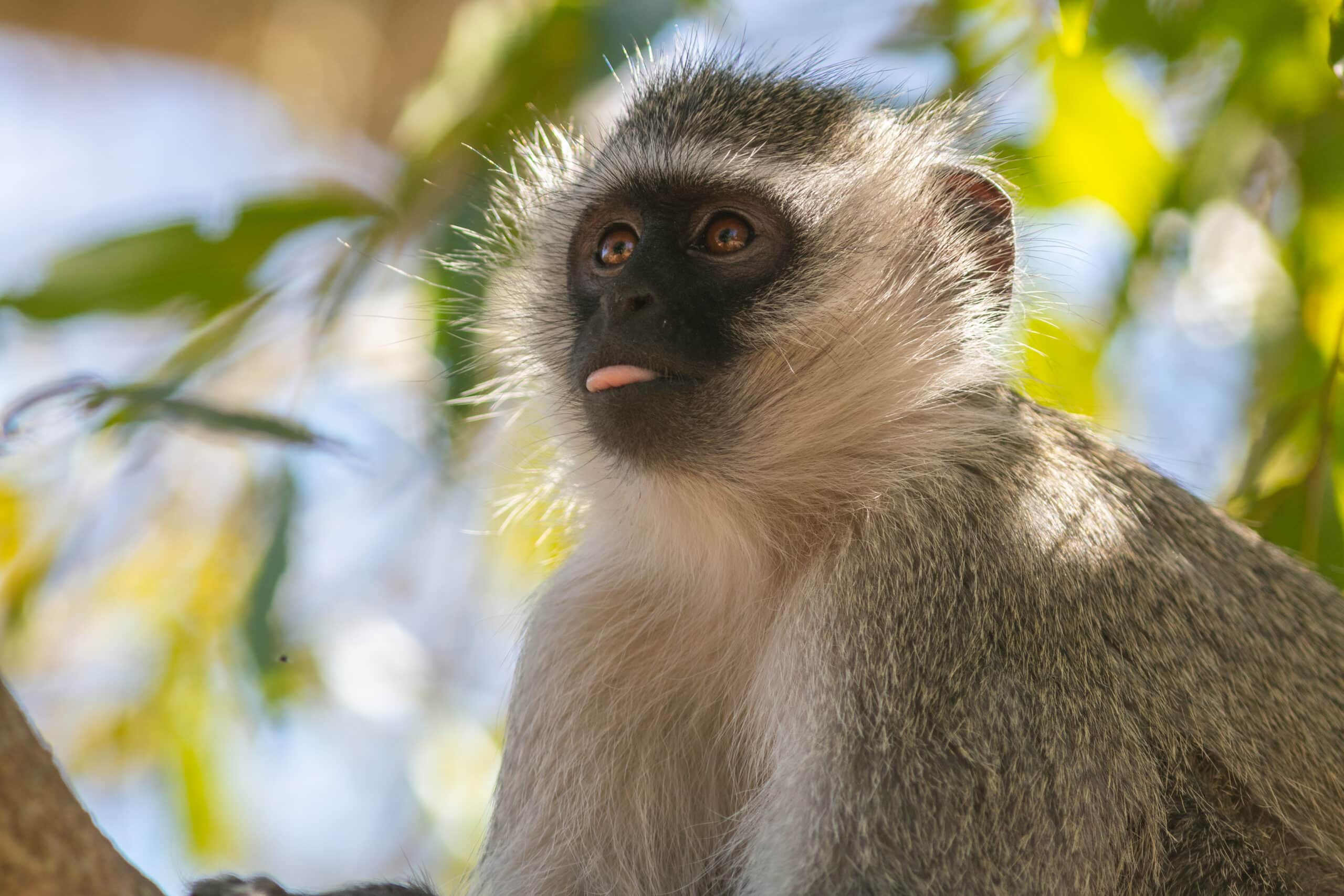 Vervet Monkey