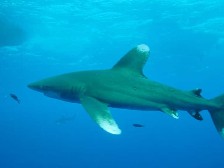 Oceanic white tip Oceanic white tip