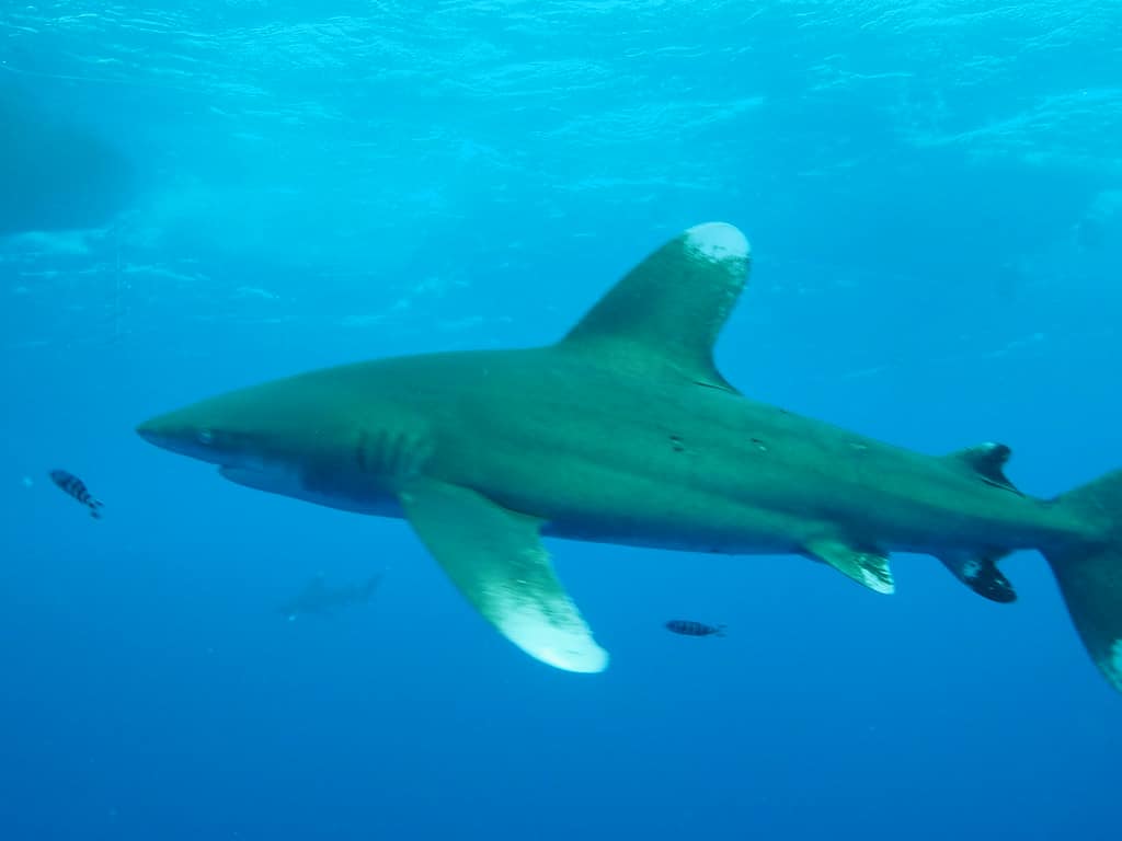 Oceanic white tip Oceanic white tip