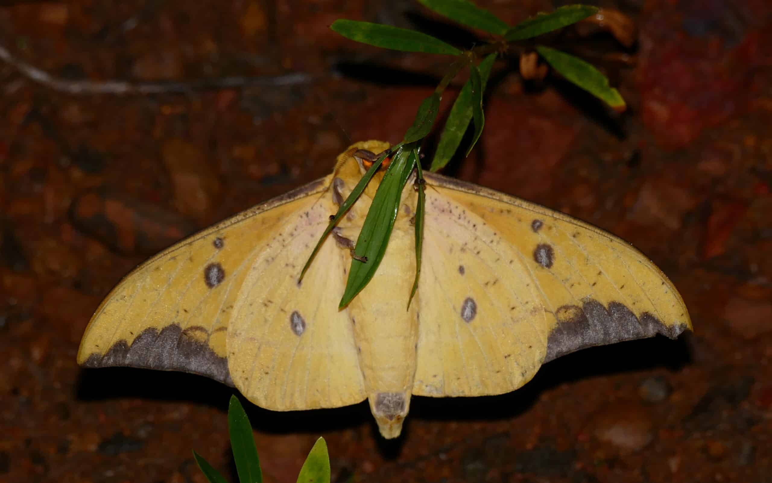 Saturniid Moth (Eacles imperialis cacicus) male underside … (39692307932)