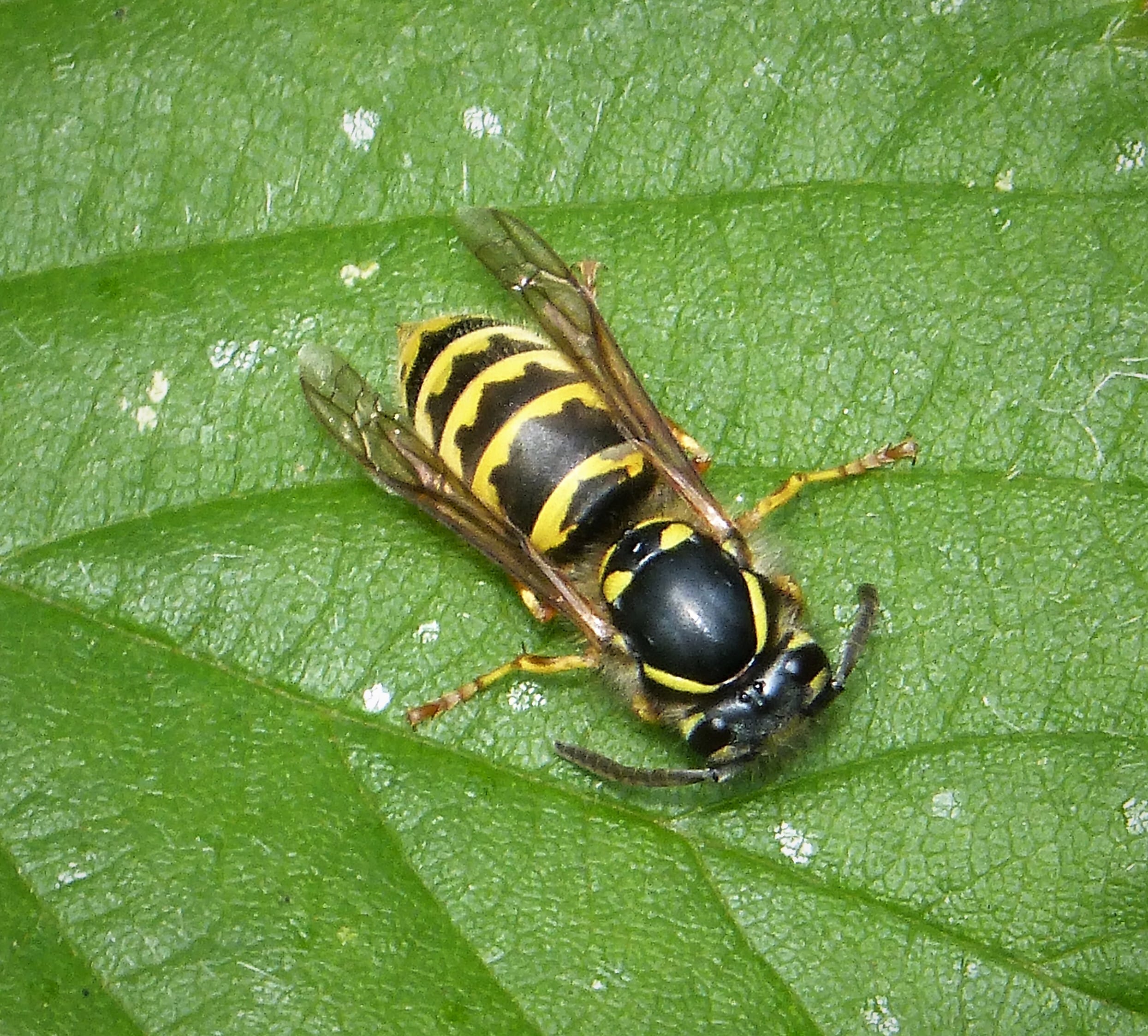 Vespula vulgaris- common wasp worker (49242597487)