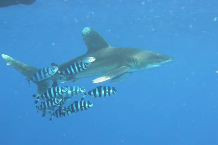 File:Carcharhinus longimanus 2.jpg File:Carcharhinus longimanus 2.jpg