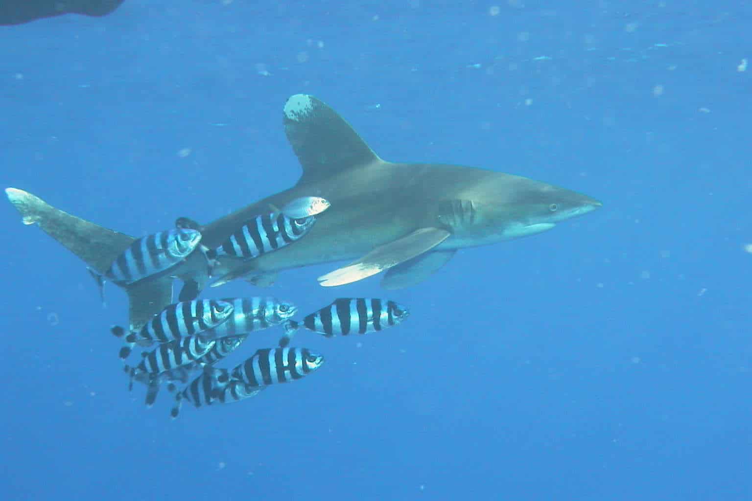 File:Carcharhinus longimanus 2.jpg File:Carcharhinus longimanus 2.jpg