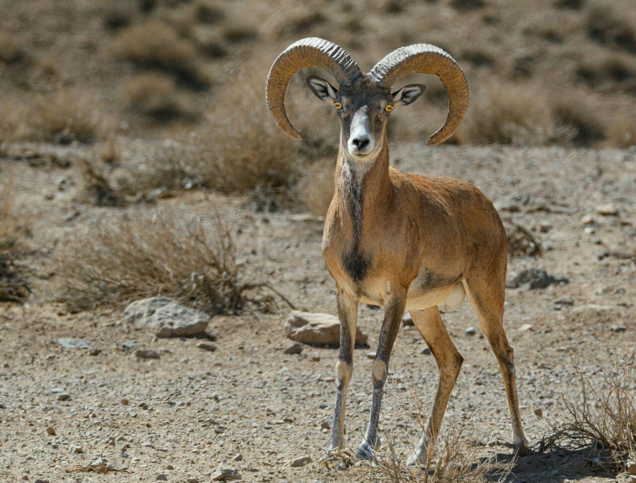 Urial