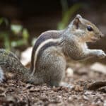 Indian Palm Squirrel