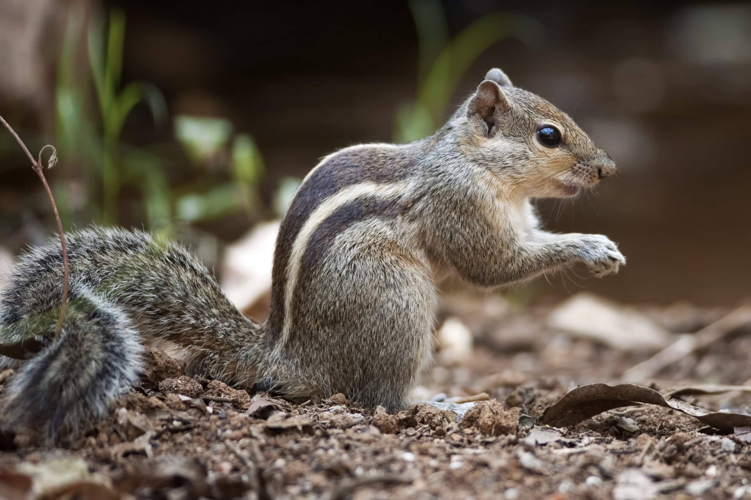 Indian Palm Squirrel