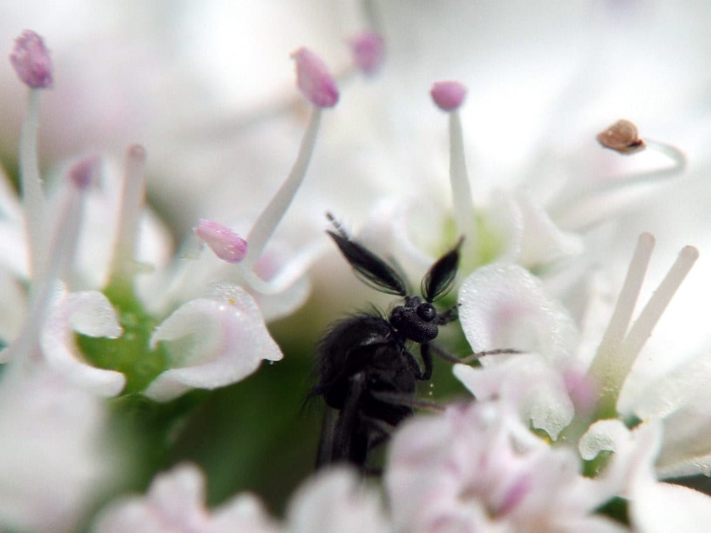 Male Biting Midge – Ceratopogonidae