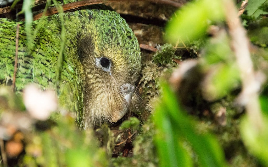 ‘Egilsay’ Strigops habroptilus (Kākāpō)
