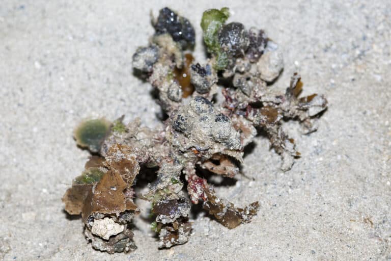 Velcro crab (Camposcia retusa)