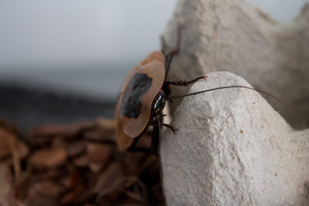 Blaberus-Craniifer Blaberus-Craniifer Death’s Head Cockroach