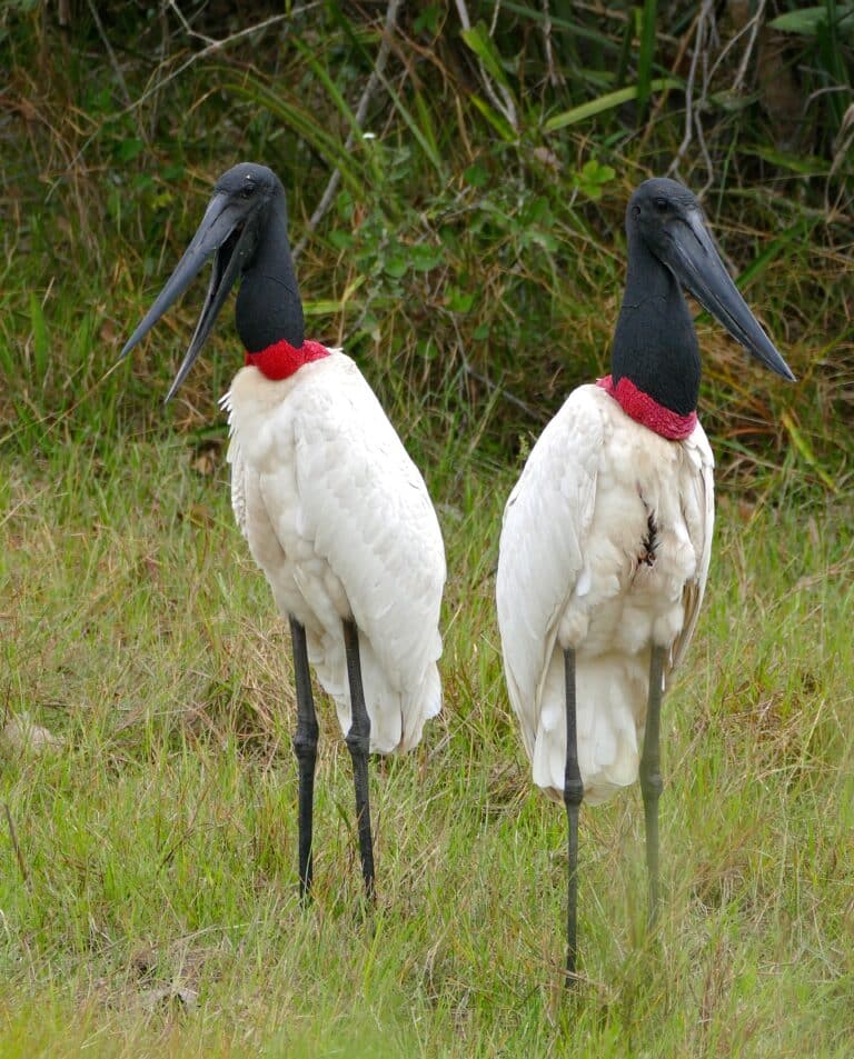 Jabirus (Jabiru mycteria) couple (29025348511)
