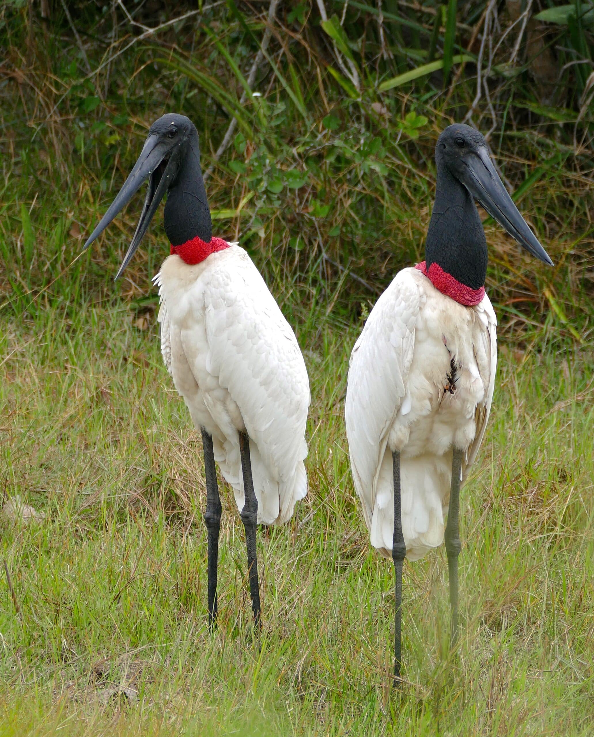 Jabirus (Jabiru mycteria) couple (29025348511)