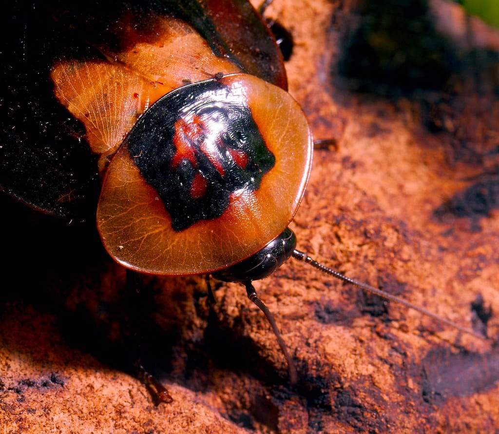 Deaths Head Cockroach (Blaberus craniifer) Deaths Head Cockroach (Blaberus craniifer)