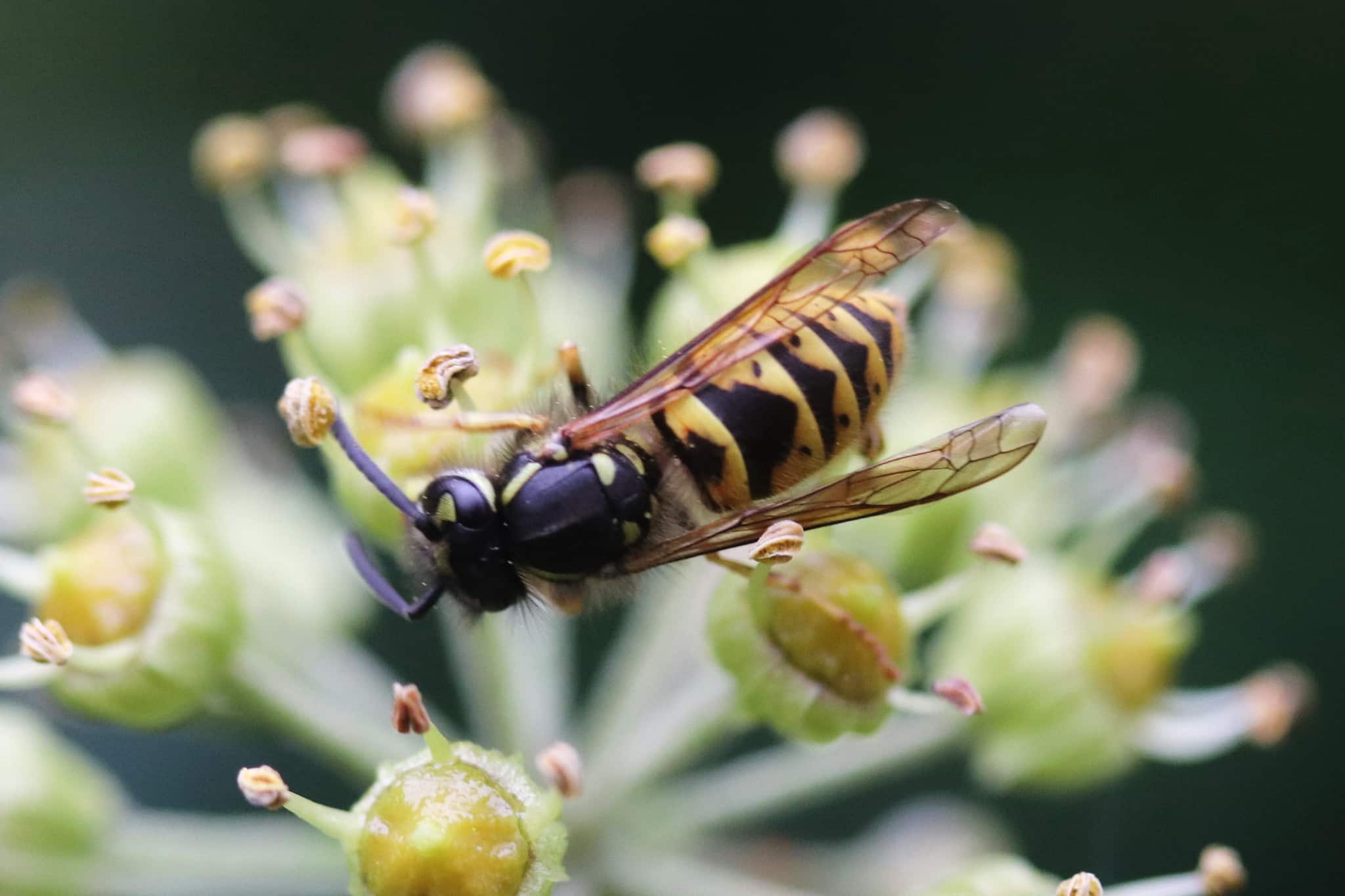 Vespula vulgaris 165172524