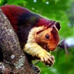 Indian Giant Squirrel