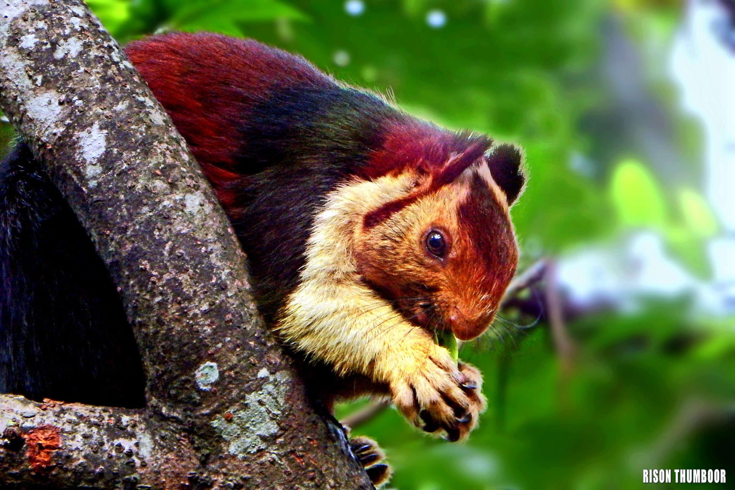Indian Giant Squirrel