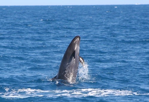 FalseKillerWhale2 FalseKillerWhale2