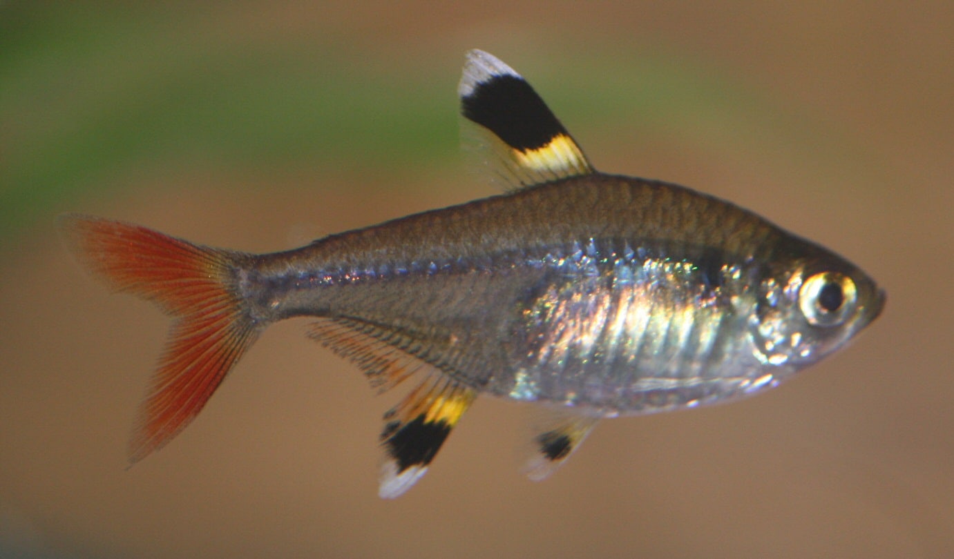 X-Ray Tetra