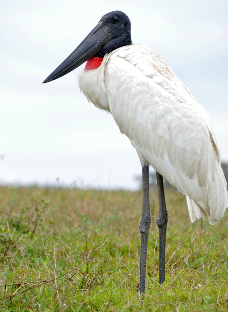Jabiru (Jabiru mycteria) (28811867721)