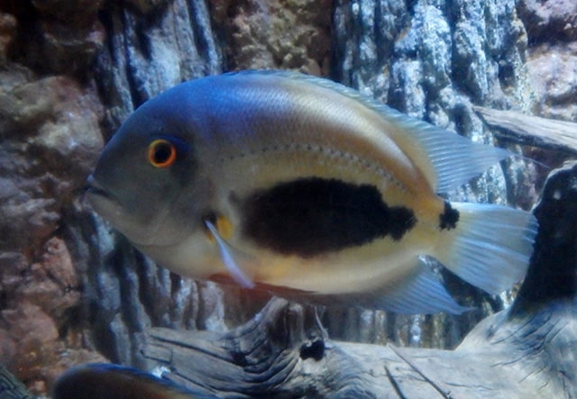 Uaru Cichlid