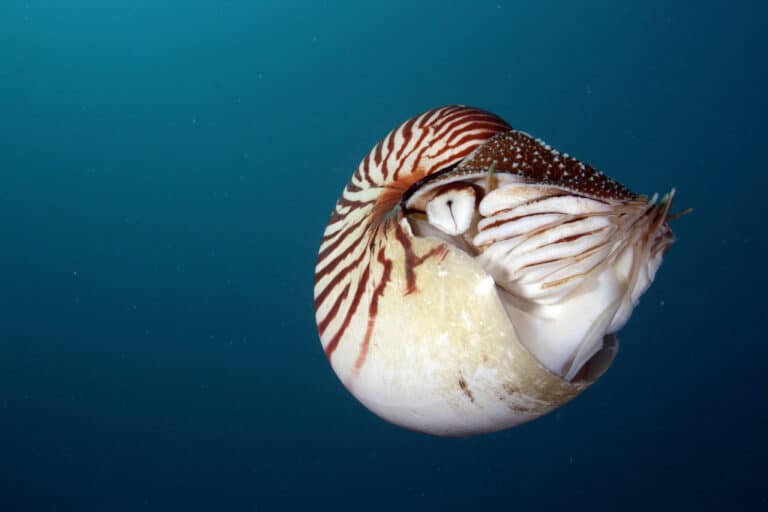 Nautilus Nautilus
