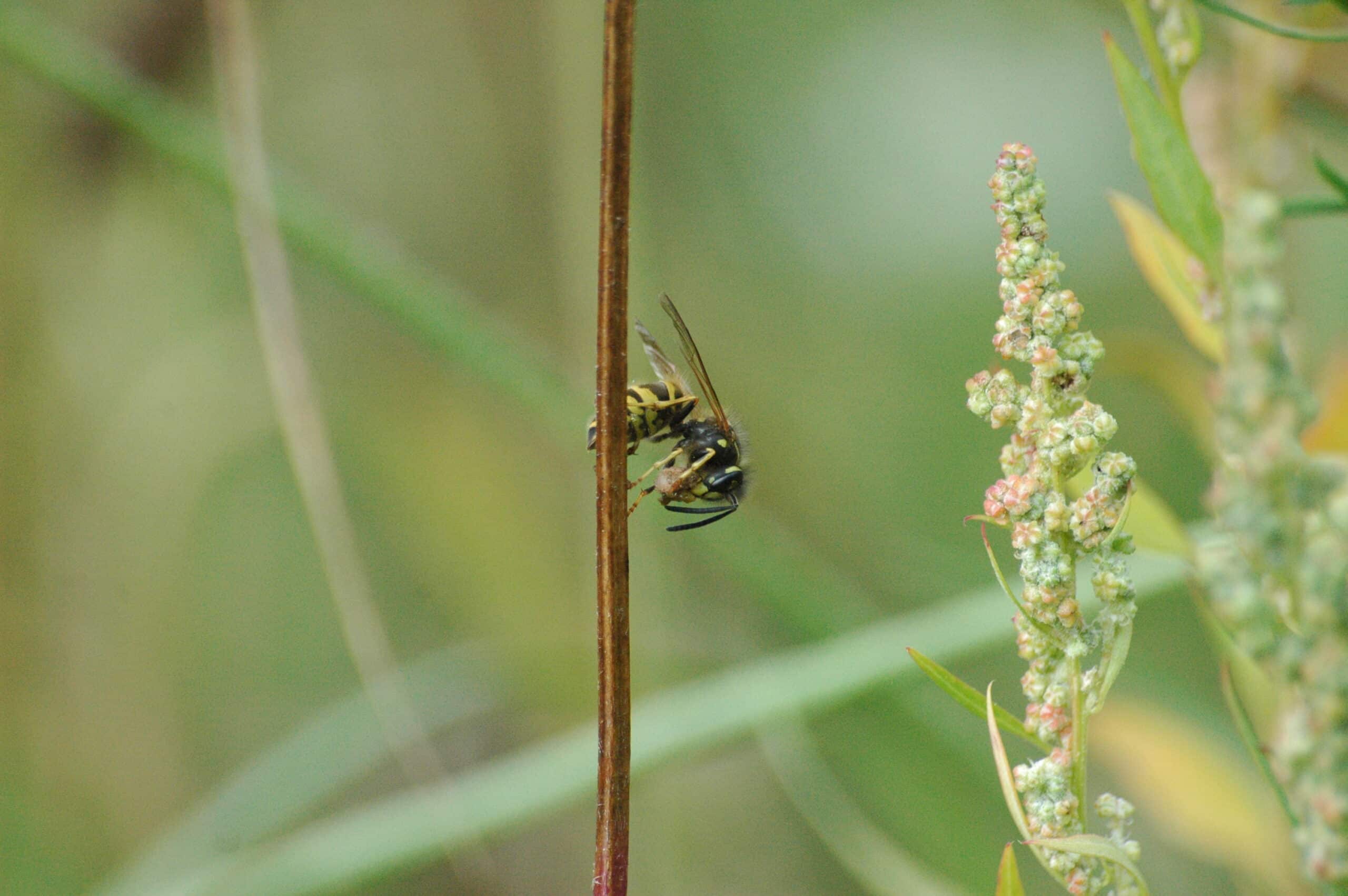 2009-09-13 (38) Wesp, Gewöhnliche Wespe, Vespula vulgaris