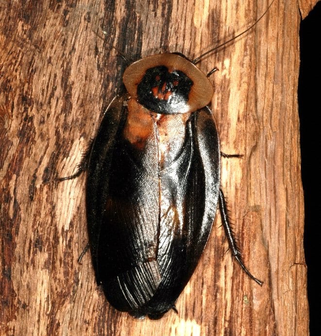 File:Blaberus craniifer 0002 L.D.jpg File:Blaberus craniifer 0002 L.D.jpg